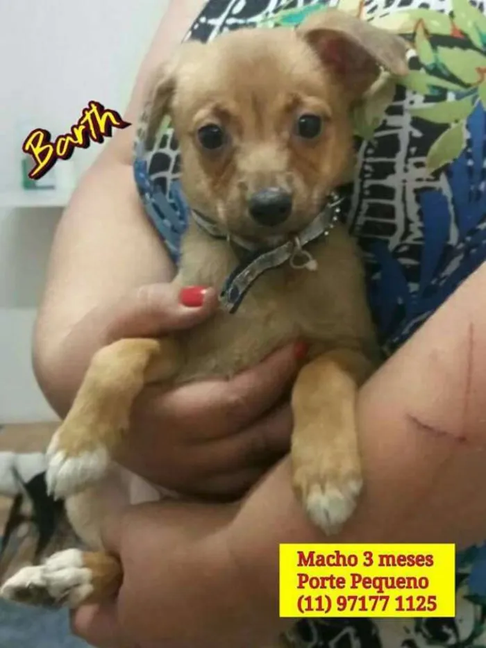 Cachorro ra a SRD idade 2 a 6 meses nome Bebês