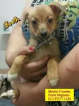 Bebês