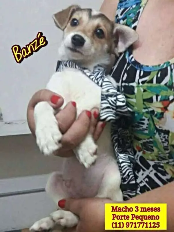 Cachorro ra a SRD idade 2 a 6 meses nome Bebês