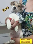 Bebês