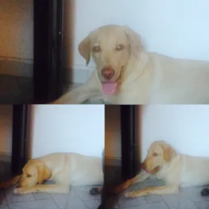 Cachorro raça Labrador idade 7 a 11 meses nome Thor