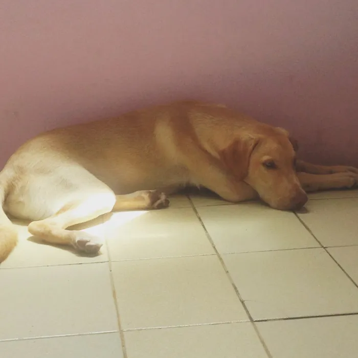 Cachorro raça Labrador idade 7 a 11 meses nome Thor