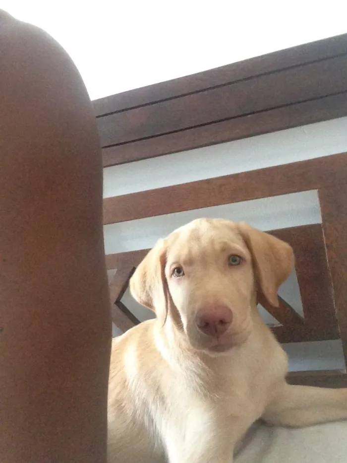 Cachorro raça Labrador idade 7 a 11 meses nome Thor