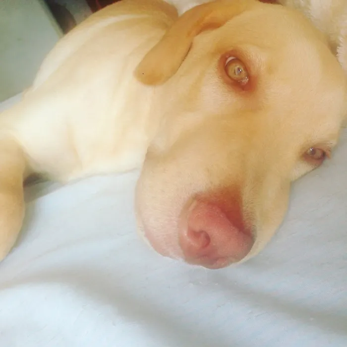 Cachorro raça Labrador idade 7 a 11 meses nome Thor