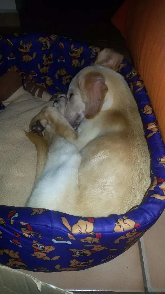 Cachorro ra a Srd idade 2 a 6 meses nome Sunny