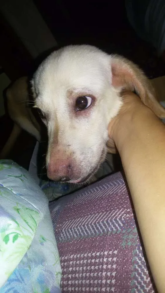 Cachorro ra a Srd idade 2 a 6 meses nome Sunny