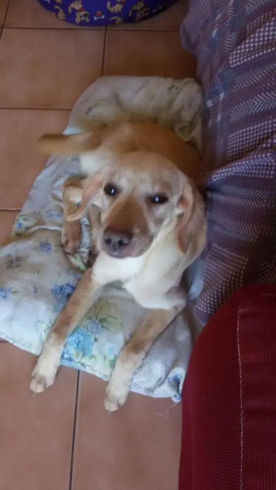 Cachorro ra a Srd idade 2 a 6 meses nome Sunny