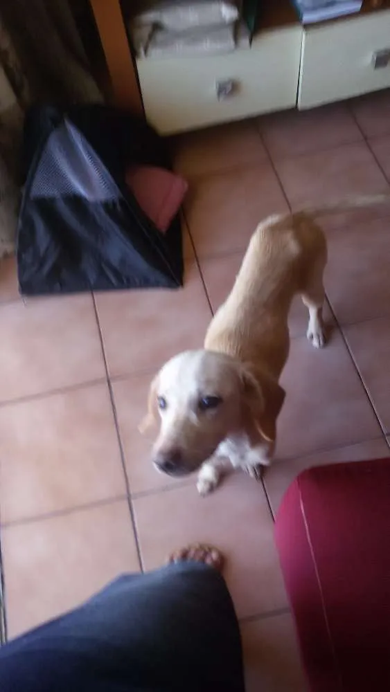 Cachorro ra a Srd idade 2 a 6 meses nome Sunny