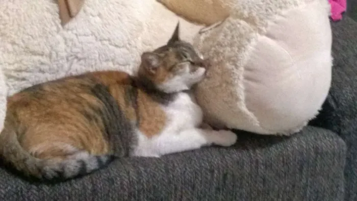 Gato ra a srd idade 3 anos nome Mia