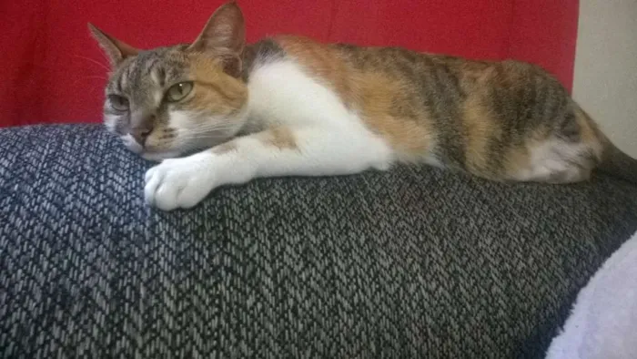 Gato ra a srd idade 3 anos nome Mia