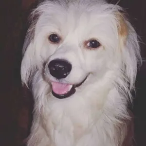 Cachorro raça vira lata idade 2 anos nome joaquim