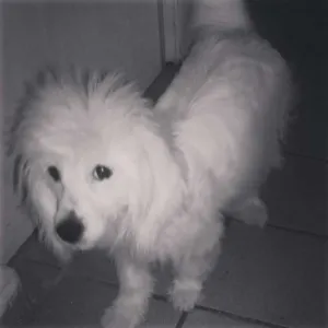 Cachorro raça vira lata idade 1 ano nome bethowem