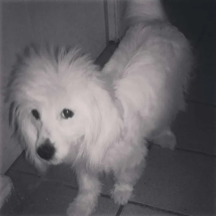 Cachorro ra a vira lata idade 1 ano nome bethowem