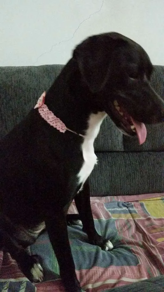 Cachorro ra a Sem raça definida idade 1 ano nome Charlotte