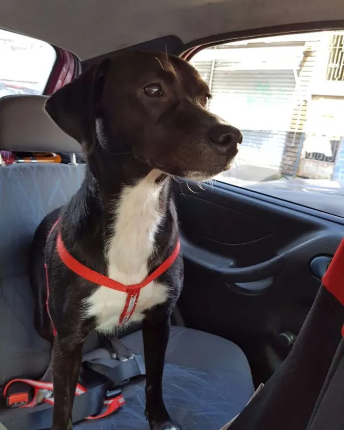 Cachorro ra a Sem raça definida idade 1 ano nome Charlotte