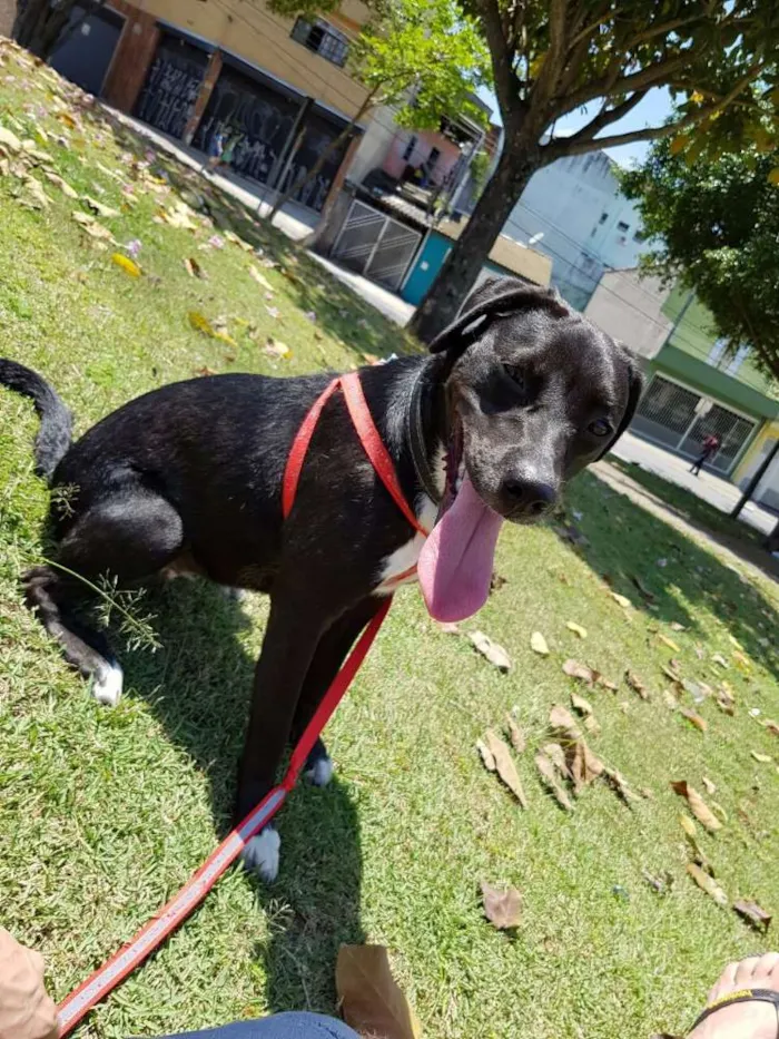 Cachorro ra a Sem raça definida idade 1 ano nome Charlotte
