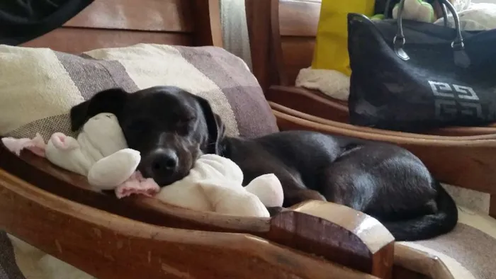 Cachorro ra a Sem raça definida idade 1 ano nome Charlotte
