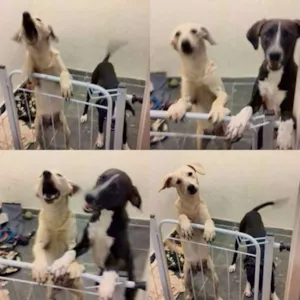 Cachorro raça indefinido idade 1 ano nome Bonny & Claid