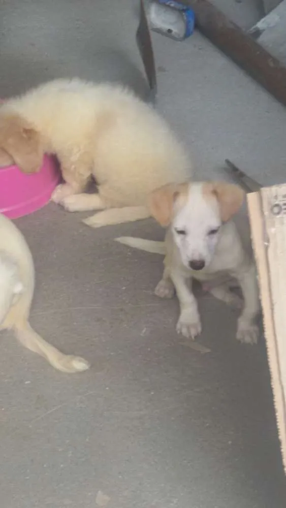 Cachorro ra a misturados idade 2 a 6 meses nome filhote