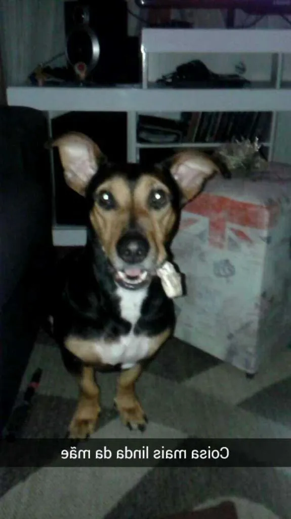 Cachorro ra a viralata idade 3 anos nome Rafael