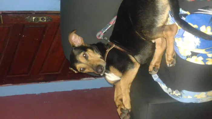 Cachorro ra a viralata idade 3 anos nome Rafael