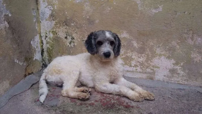 Cachorro ra a Poodle idade 2 anos nome Rex