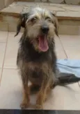 Estampinha
