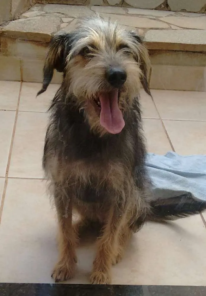 Cachorro ra a SRD idade 7 a 11 meses nome Estampinha