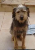 Estampinha