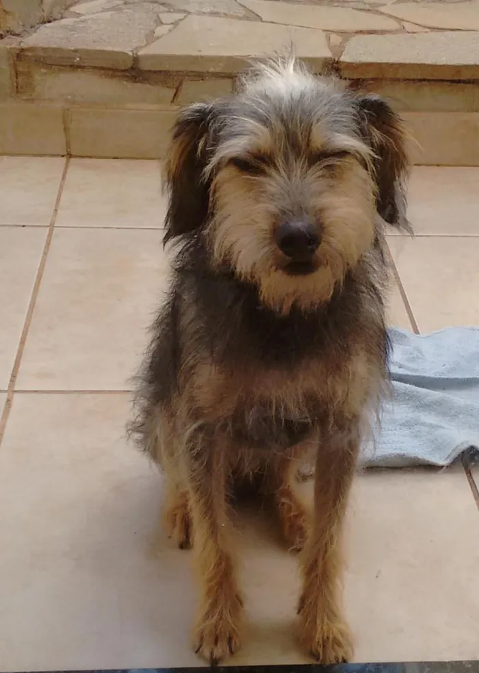 Cachorro ra a SRD idade 7 a 11 meses nome Estampinha