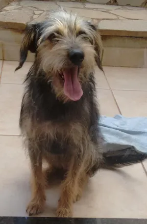 Cachorro raça SRD idade 7 a 11 meses nome Estampinha