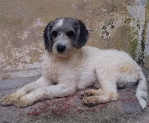 Cachorro raça Poodle idade 2 anos nome Rex