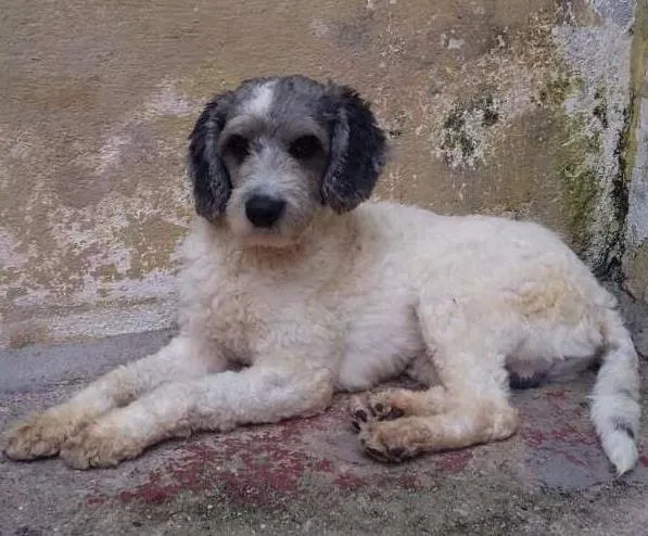 Cachorro ra a Poodle idade 2 anos nome Rex