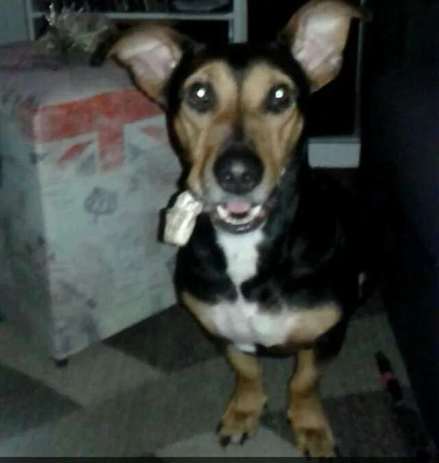 Cachorro ra a viralata idade 3 anos nome Rafael