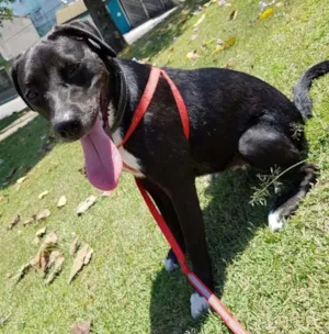 Cachorro raça Sem raça definida idade 1 ano nome Charlotte