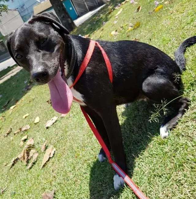 Cachorro ra a Sem raça definida idade 1 ano nome Charlotte