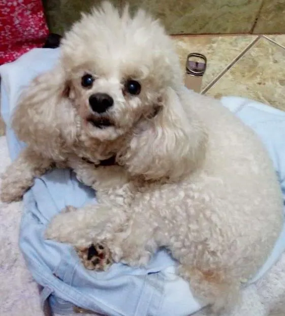 Cachorro ra a Poodle idade 6 ou mais anos nome Lili