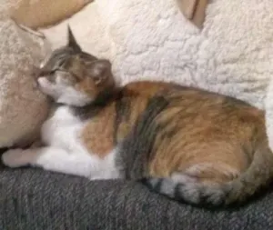 Gato raça srd idade 3 anos nome Mia