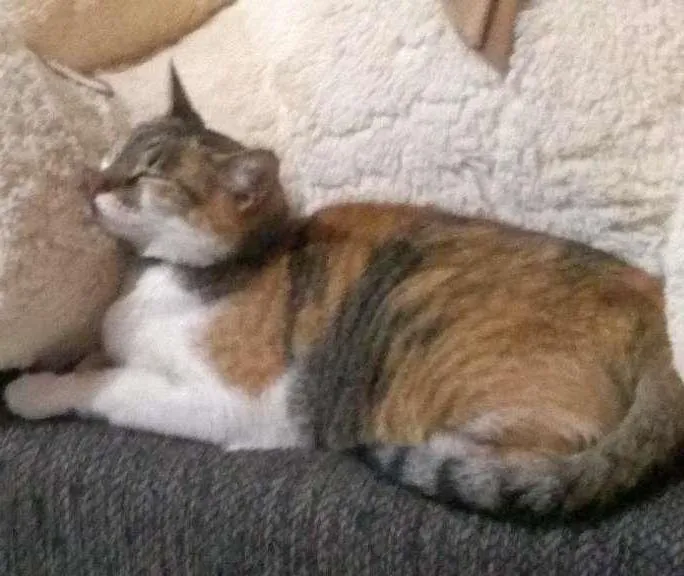 Gato ra a srd idade 3 anos nome Mia