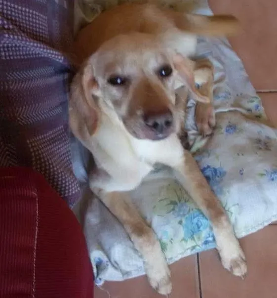 Cachorro ra a Srd idade 2 a 6 meses nome Sunny