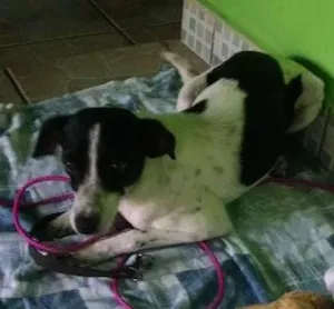 Cachorro raça Srd idade 7 a 11 meses nome Não sei