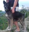 FIEL