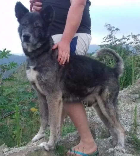 Cachorro ra a MESTIÇO DE AKITA idade 6 ou mais anos nome FIEL