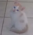 Vitória, Rengar e Ol