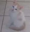 Gato raça  idade 2 a 6 meses nome Vitória, Rengar e Ol
