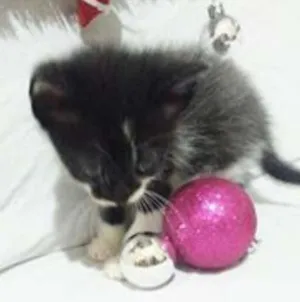 Gato raça SRD idade Abaixo de 2 meses nome Sem nomes