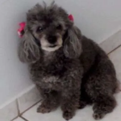 Cachorro ra a Poodle idade 6 ou mais anos nome bebella GRATIFICA