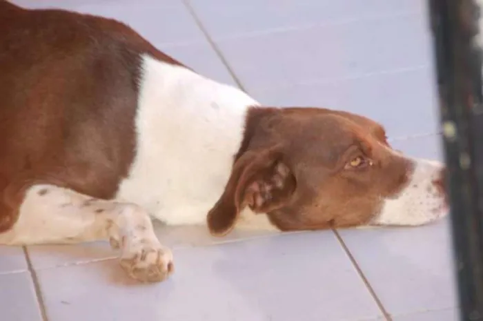 Cachorro ra a  idade 5 anos nome Princesa