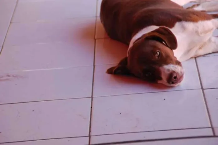 Cachorro ra a  idade 5 anos nome Princesa