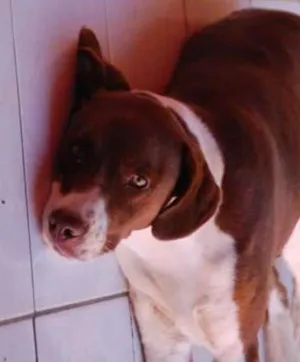 Cachorro raça  idade 5 anos nome Princesa